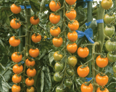 Sun Gold Hybrid Tomato Seeds